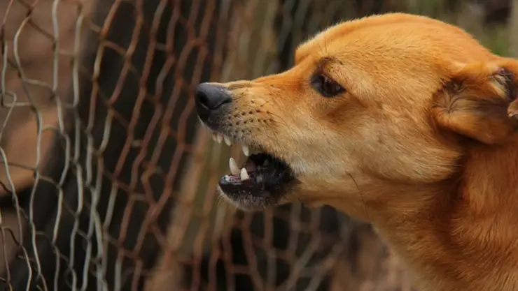 pelea animales cdmx.jpg