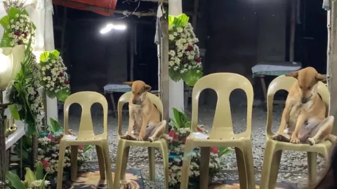 ¡Hasta que la muerte los separe! Perro acude al velorio de su dueña y se queda dormido de cansancio