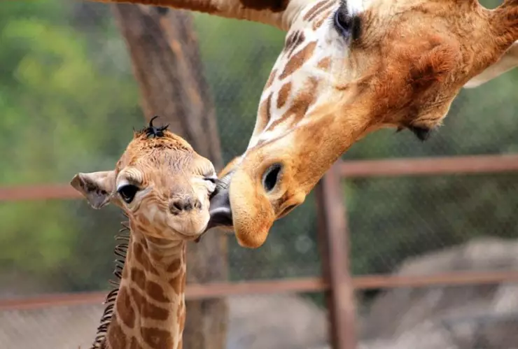 A través de un cuestionario, la Sedema invitó a votar a la ciudadanía para nombrar a la bebé jirafa nacida el pasado 20 de noviembre en el Zoológico de Chapultepec.