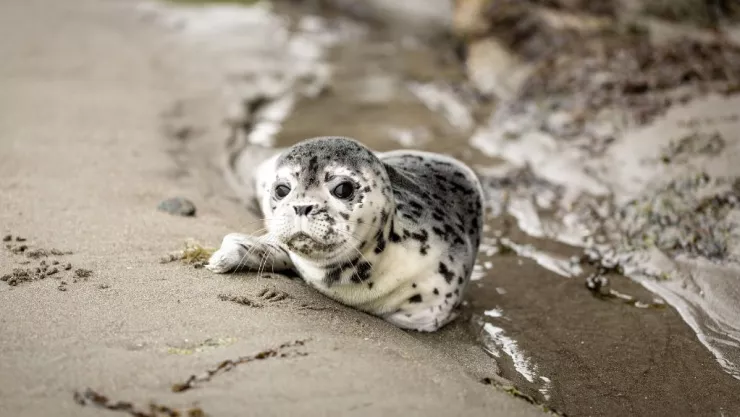 Focas en California