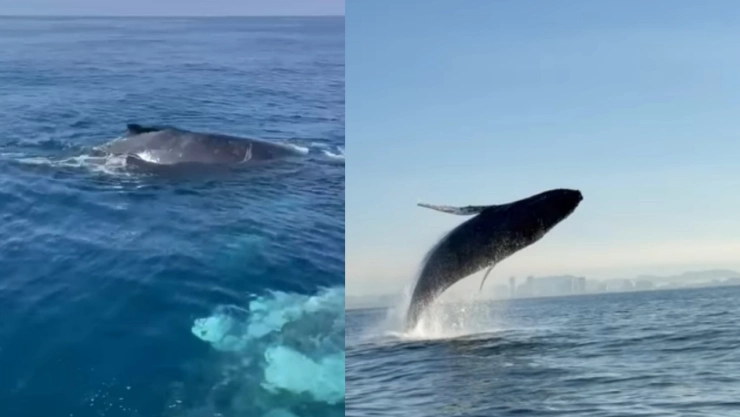 Avistamiento de ballenas en Mazatlán Sinaloa