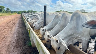 Precio del ganado en Jalisco hoy 19 de septiembre de 2025.jpg