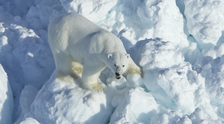oso polar