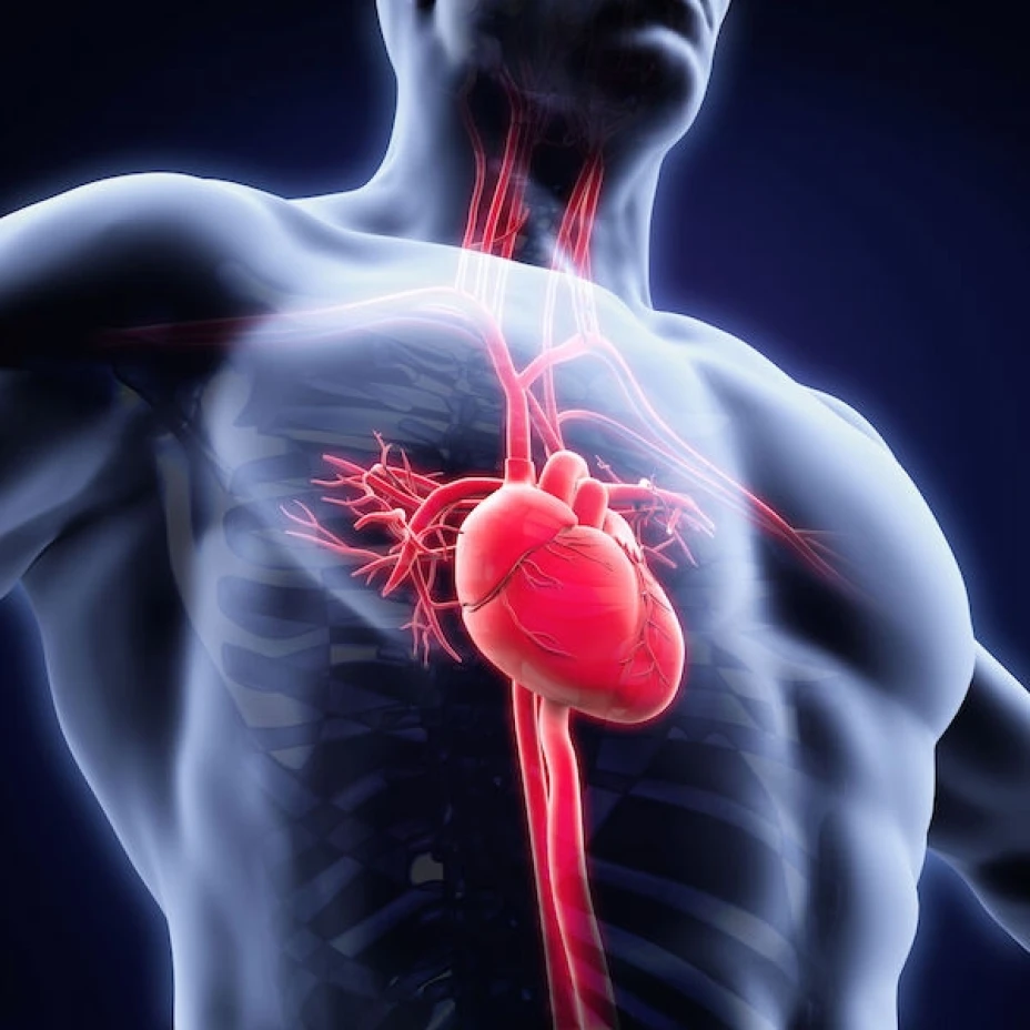 Enfermedad cardiovascular