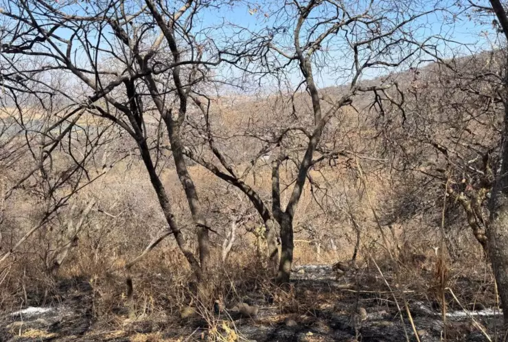 Incendios forestales consumieron 441 hectáreas del Cerro Viejo en Tlajomulco