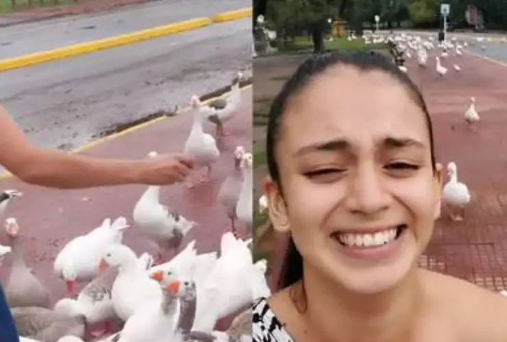 Alimenta a gansos y estos terminan persiguiendo a la joven; video viral.jpg
