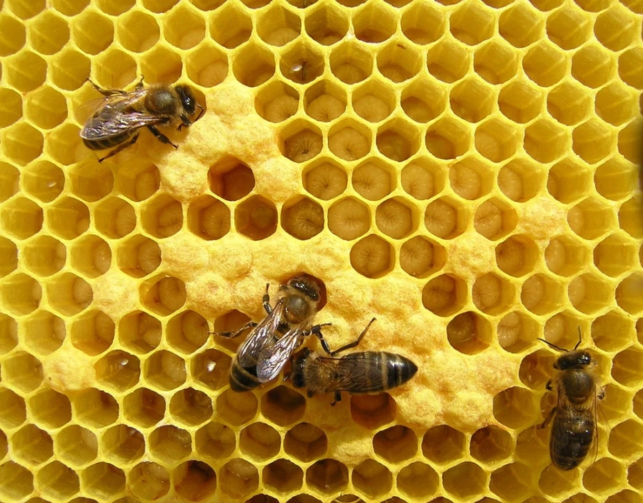 Abejas