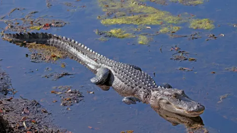 Cocodrilo playa de M&eacute;xico