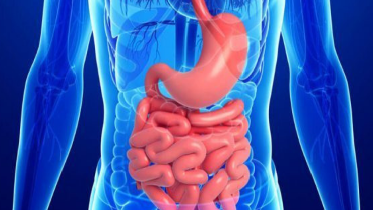 Microbiota 2