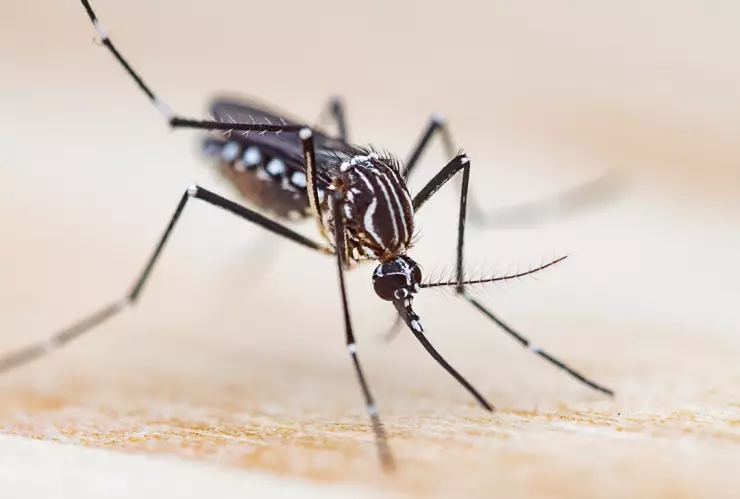 Los cuatro colores que los mosquitos aman y por los que te persiguen