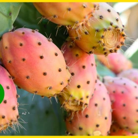 Tunas