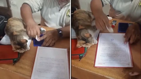 Maestro sella tareas con la patita de su gato y se vuelve viral en redes sociales.png