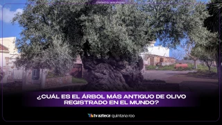 Árbol de olivo más antiguo del mundo: historia, ubicación y por qué es tan sorprendente