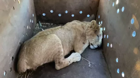 Rescatan león africano en El Fuerte