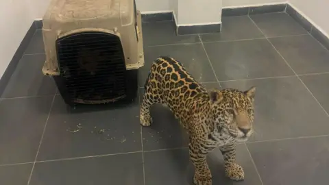 Jaguar.jpg