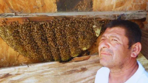 Aurelio Rodríguez el “Hombre Abeja” de Tijuana