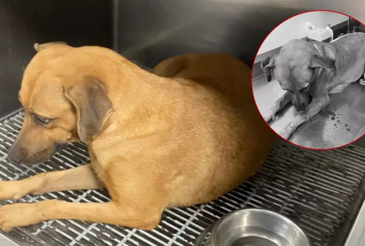 Rescatan a Maravilla, perrita embarazada que amarraron con cinchos