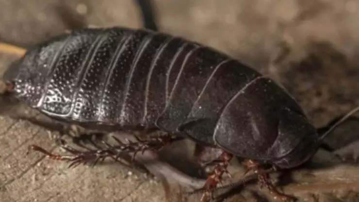 Megacucaracha carn&iacute;vora en Australia