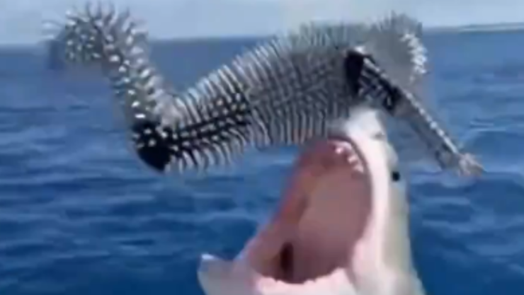 Hombre se arroja a la boca de un tiburón para impresionar a sus amigos.png