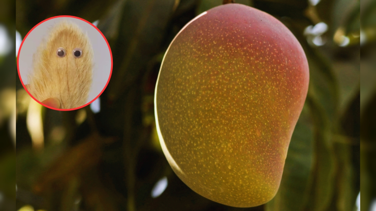 Huesos de mango como mascotas, la nuevo tendencia en China.