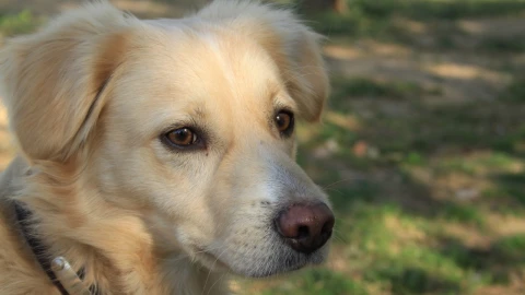 ¿Qué debo hacer con mi mascota en caso de sismo?