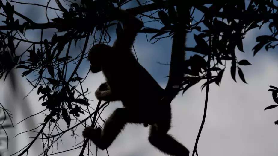 Un ejemplar de muriqui del norte se mueve entre los árboles.
