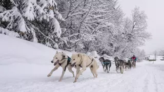 Docenas de mushers y sus equipos de perros corren por los nevados Alpes franceses como parte del desafío de trineos tirados por perros La Grande Odyssee de este año.