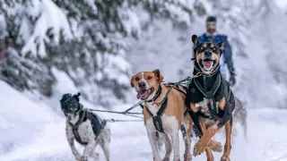 Docenas de mushers y sus equipos de perros corren por los nevados Alpes franceses como parte del desafío de trineos tirados por perros La Grande Odyssee de este año.