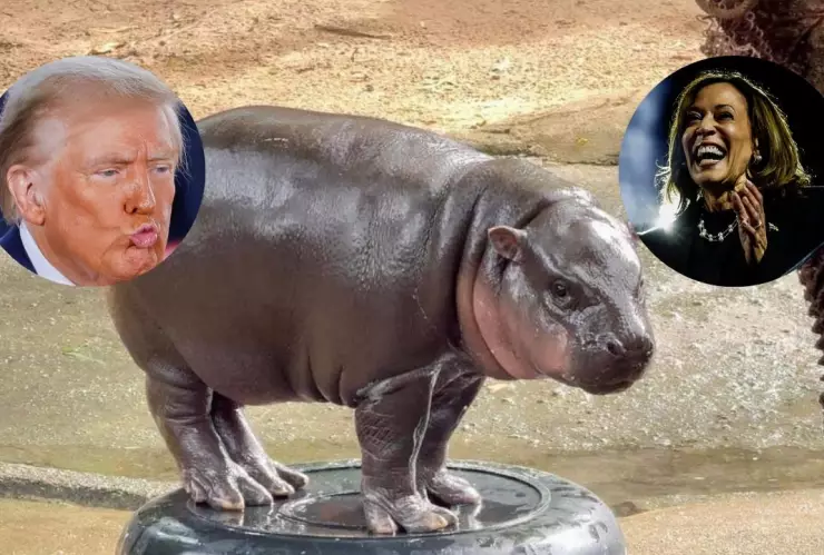 moo-deng-trump-kamala-elecciones-estados-unidos