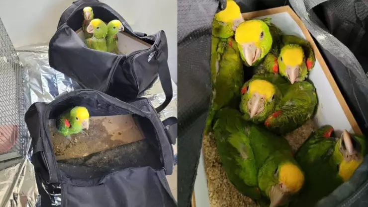 Detienen a hombre con una maleta llena de pericos en la garita