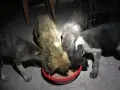 HAYTAP recoge a animales heridos por los incendios en Turquía