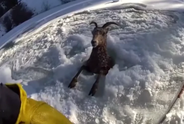 Rescatan a oveja atrapada.png