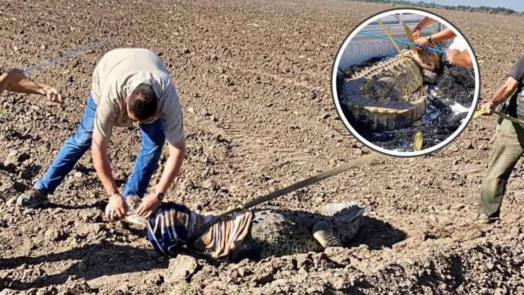 Cocodrilo en el Campo El Diez