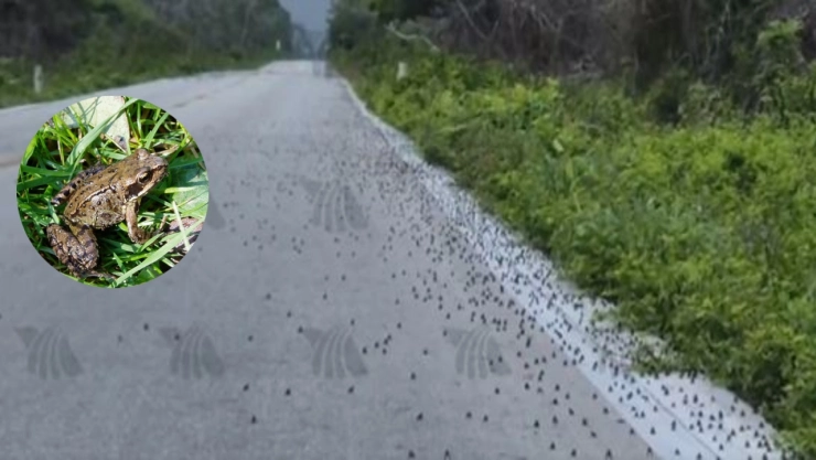Sapitos invadieron carretera rumbo a Celestún previo al huracán Beryl