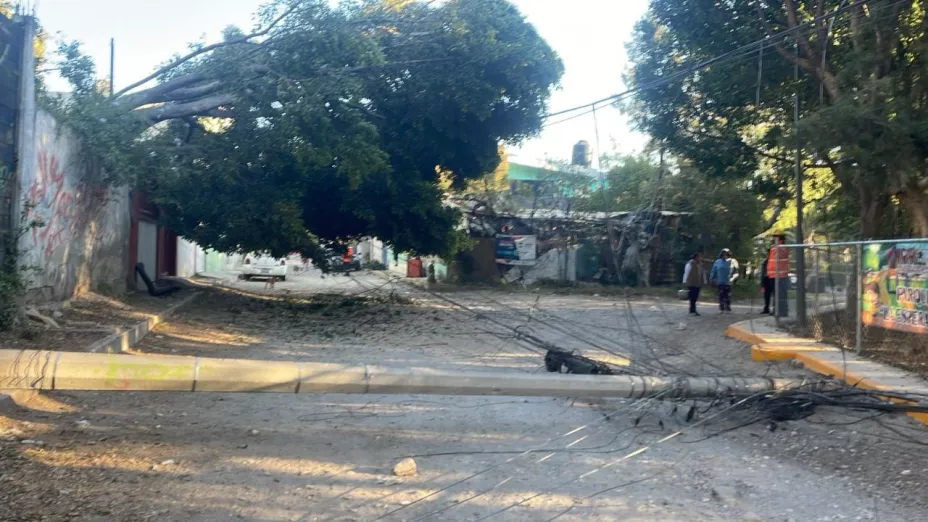 Árbol caído en colonia Santa Cruz Buenavista