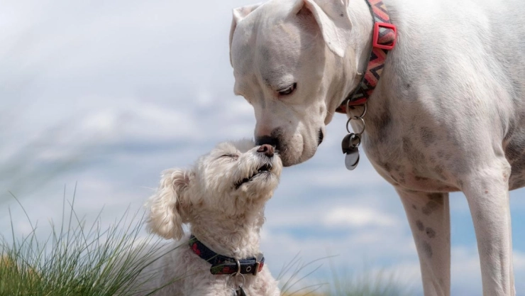 Día Mundial del Perro 2022 por qué se celebra 21 de julio