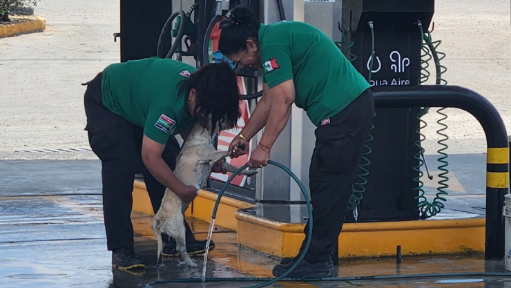 ¡Ternurita!, En gasolinera bañan a lomito de la calle