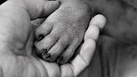 anciano abusa perros nez