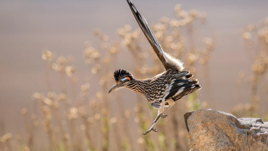 correcaminos