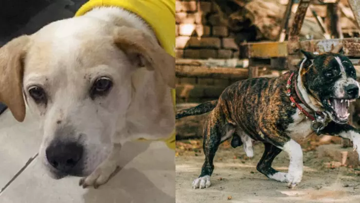 Perrito callejero es VÍCTIMA de un ataque de pitbull en Caucel (FOTO)