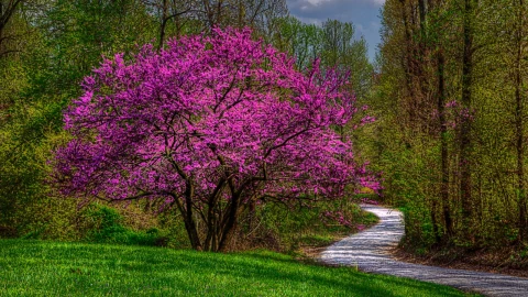 Este árbol que da sombra sirve para decorar cualquier jardín