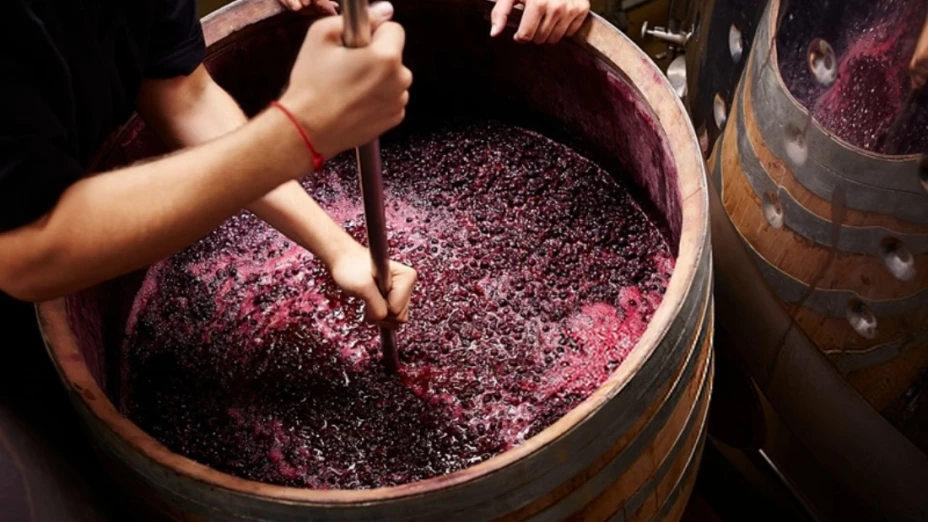 vino_unam.jpg