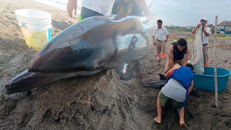 Rescatan delfín en playas de Mazatán Chiapas