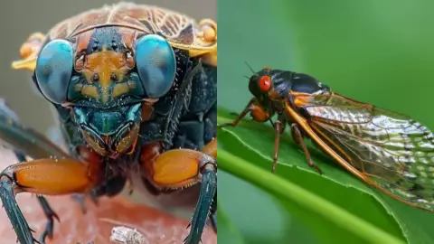 ¡Cuidado con estos insectos! Encuentran cigarras mutantes con ojos azules en Estados Unidos; así lucen