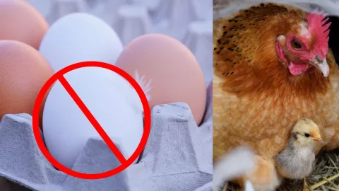 Prohibido cruzar con huevos mexicanos a Estados Unidos por Gripe Aviar en 2025