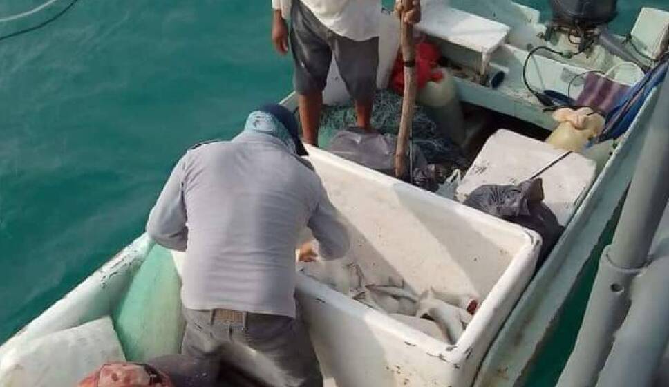 Detienen a pescadores por pesca de tiburón, está en veda