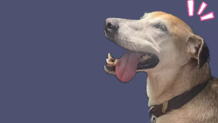 convocan a despedida perrita lola cancer paseo de montejo