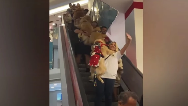 Golden Retrievers