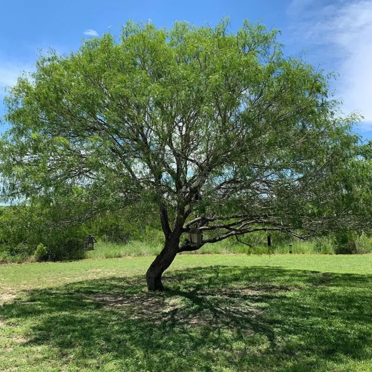 Árboles no levantan banquetas