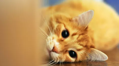 Piden no dar en adopción a gatos negros en octubre y noviembre ante rituales